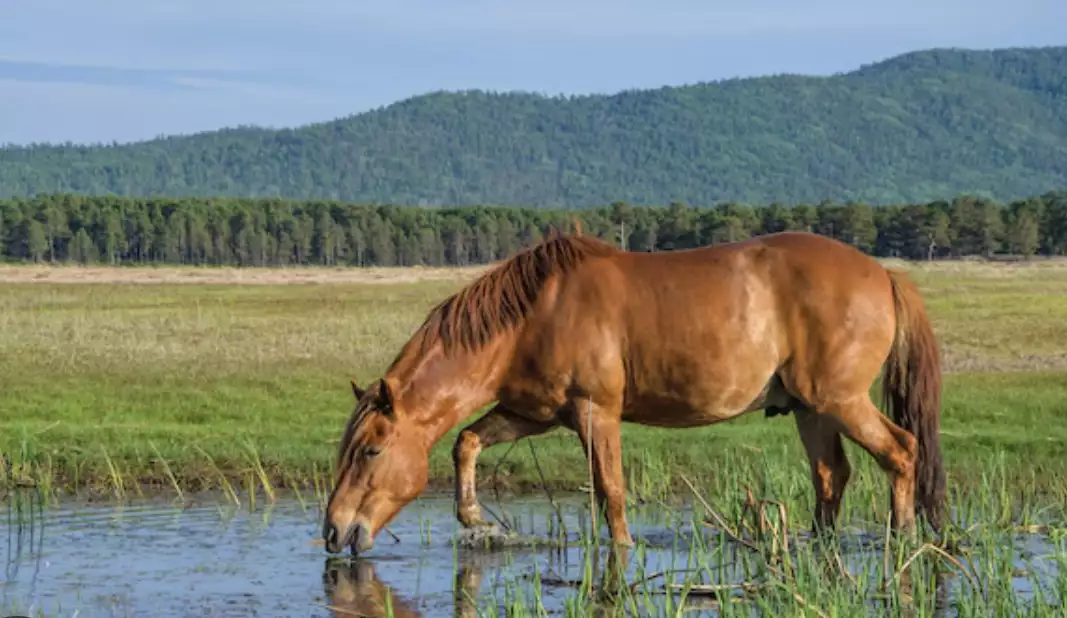 Sérologie Leptospirose MAT