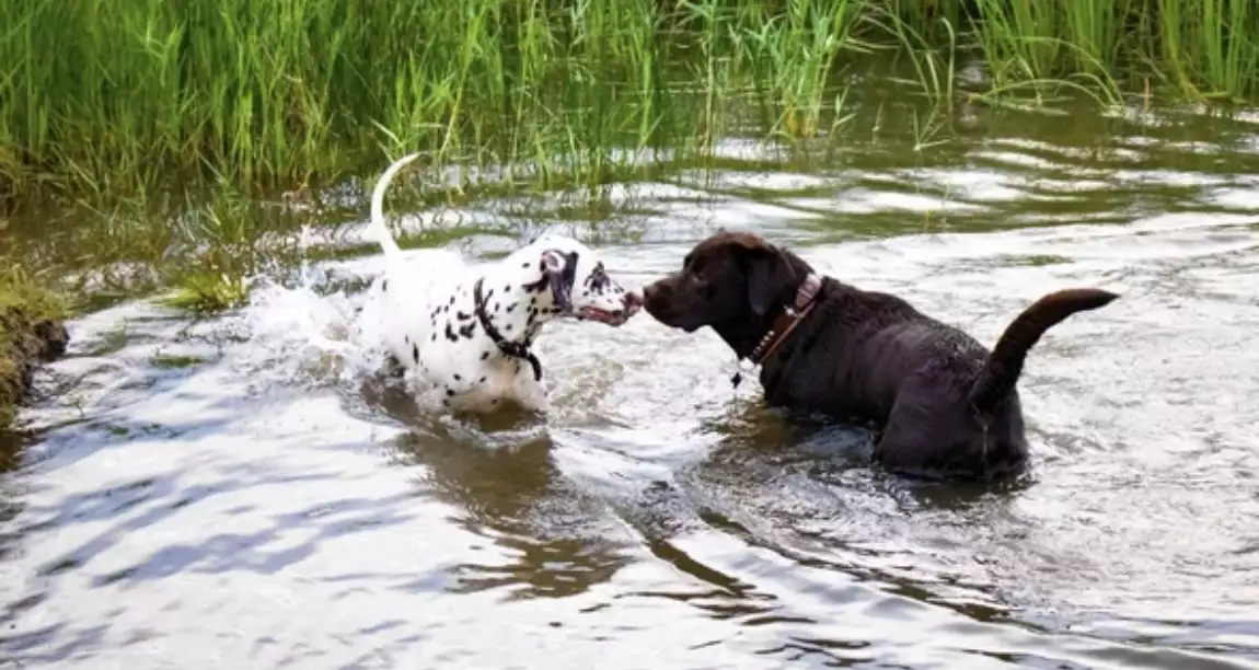 SÉROLOGIE LEPTOSPIROSE MAT