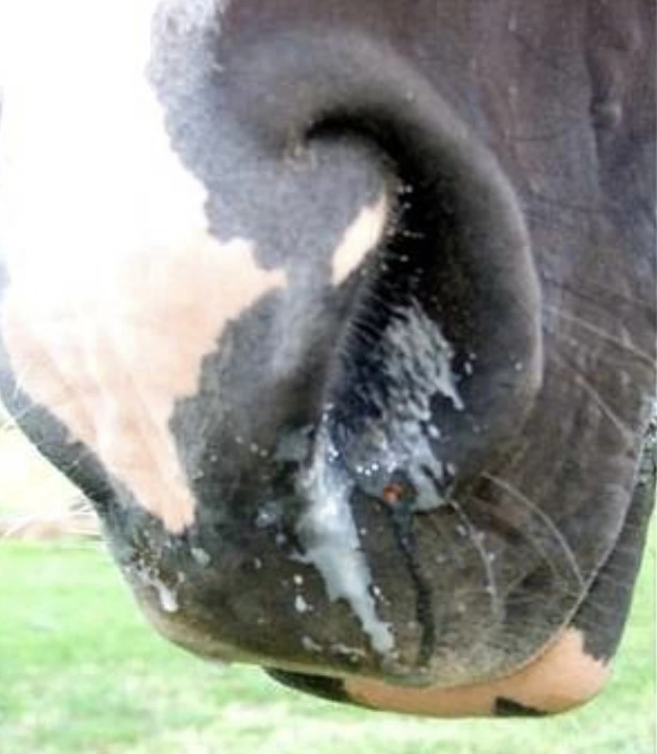 PCR GOURME ET RHODOCOCCOSE