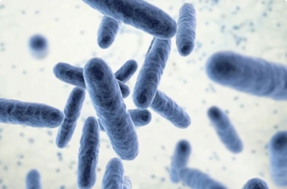 BACTÉRIOLOGIE/MYCOLOGIE (NGS)