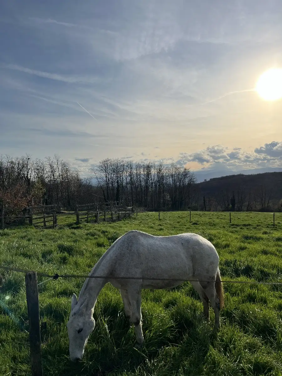 Bilan allergologique